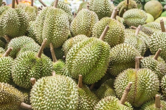 Giá sầu riêng hôm nay 7/1/2025: Trong nước neo cao, xuất khẩu sang Trung Quốc tăng mạnh