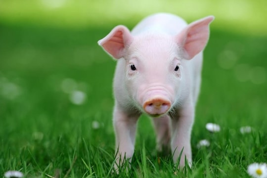 Giá heo hơi hôm nay 7/1/2025: Ổn định trên cả ba miền