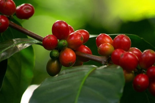 Bản tin nông sản hôm nay 7/1/2025: Giá cà phê tăng nhẹ, giá hồ tiêu ổn định, giá lúa gạo giảm mạnh