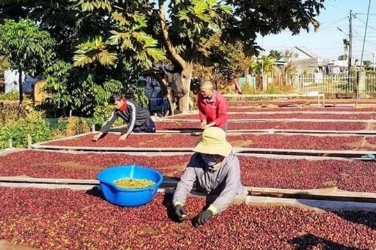 Dự báo năm 2025: Giá cà phê tiếp tục tăng, xuất khẩu Việt Nam mở rộng