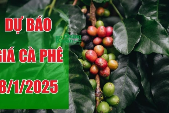 Dự báo giá cà phê ngày 8/1/2025: Tăng trưởng tích cực, thị trường đầy triển vọng?