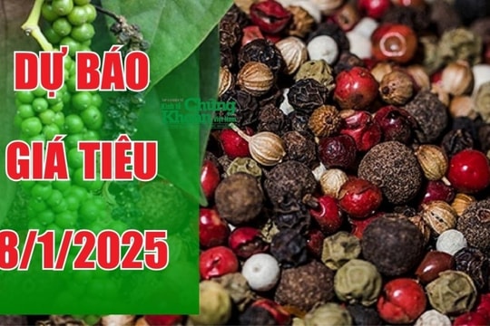 Dự báo giá tiêu ngày 8/1/2025: Liệu có chinh phục được đỉnh mới?