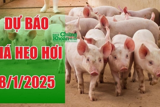Dự báo giá heo hơi ngày 8/1/2025: Cận Tết, thị trường sẽ biến động?