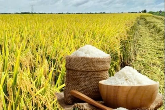 Giá lúa gạo hôm nay 8/1: Xu hướng giảm kéo dài, thị trường trầm lắng