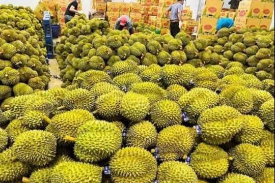 Giá sầu riêng hôm nay 8/1: Giá thu mua sầu riêng Thái A chạm mốc kỷ lục