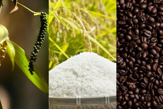 Bản tin nông sản hôm nay 8/1/2025: Giá cà phê, giá tiêu tăng mạnh, lúa gạo tiếp đà giảm