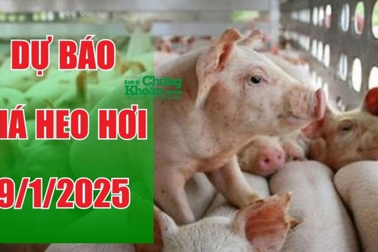 Dự báo giá heo hơi ngày 9/1/2025: Tăng trưởng ổn định, kỳ vọng khởi sắc?