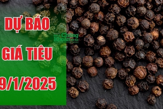 Dự báo giá tiêu ngày 9/1/2025: Sẽ tiếp tục lên đỉnh?