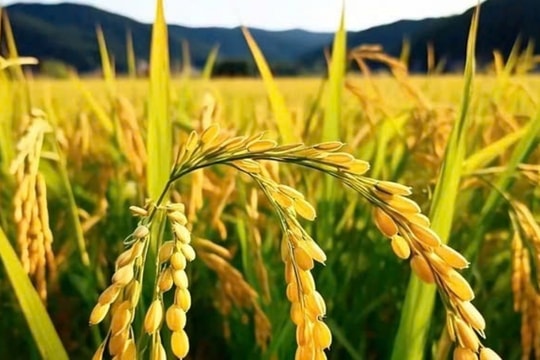 Giá lúa gạo hôm nay 9/1/2025: Tiếp tục giảm sâu, xuất khẩu gạo đạt kỷ lục mới