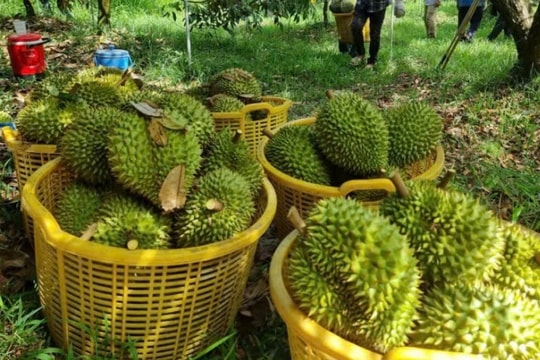 Giá sầu riêng hôm nay 9/1/2025: Duy trì ổn định ở mức cao, cần nâng cao chất lượng xuất khẩu