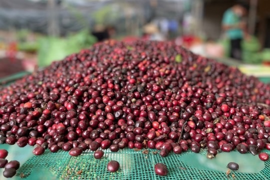 Bản tin nông sản hôm nay 9/1/2025: Giá cà phê, hồ tiêu tăng nhẹ, lúa gạo trái chiều