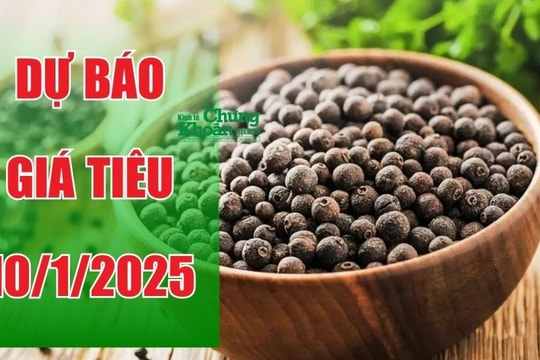 Dự báo giá tiêu ngày 10/1/2025: Kỳ vọng bứt phá tại các vùng trọng điểm