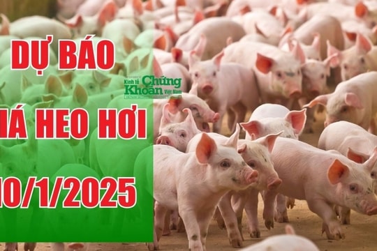 Dự báo giá heo hơi ngày 10/1/2025: Cận Tết Nguyên Đán giá tiếp tục lang thang