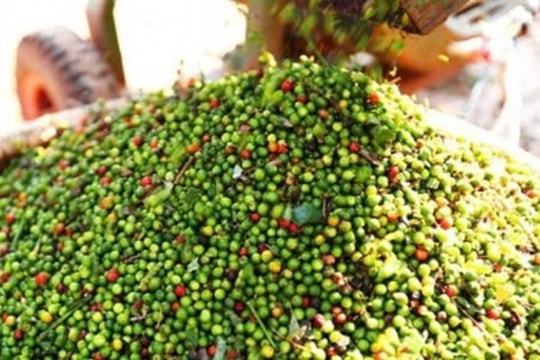 Giá tiêu hôm nay 10/1/2025: Bất ngờ giảm sốc tại Tây Nguyên