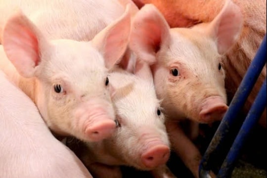 Giá heo hơi hôm nay 10/1: Miền Bắc tiếp đà tăng, miền Nam lặng sóng