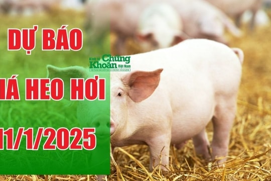 Dự báo giá heo hơi ngày ngày 11/1/2025: Tiếp tục xu hướng tăng cao?