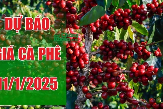 Dự báo giá cà phê ngày 11/1/2025: Duy trì ổn định hay giảm nhẹ?
