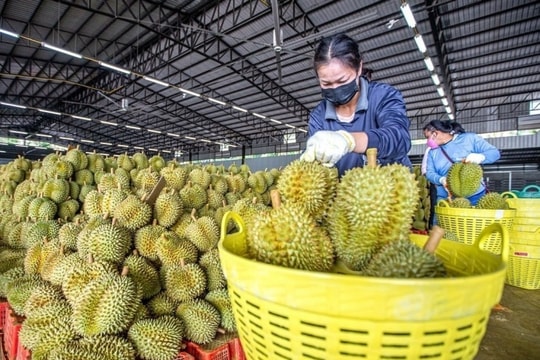 Xuất khẩu sầu riêng Việt Nam "bùng nổ", tiến gần vị thế số 1 thế giới