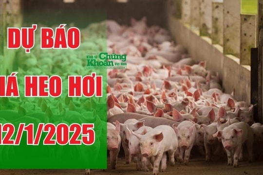 Dự báo giá heo hơi ngày 12/1/2025: Dấu hiệu tăng giá cận Tết Nguyên Đán