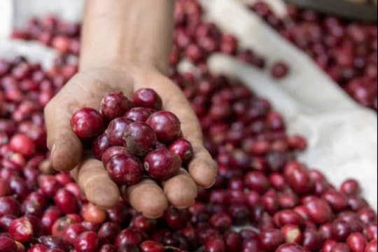 Giá cà phê hôm nay 12/1: Giảm mạnh tại Tây Nguyên, robusta chịu áp lực giảm giá