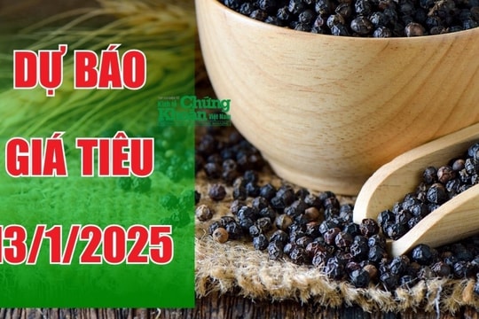 Dự báo giá tiêu ngày 13/1/2025: Sẽ hồi phục sau giảm mạnh?