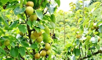 Khám phá công dụng bất ngờ của loại quả quen thuộc: Hạ đường huyết, dưỡng thận và nhiều hơn thế