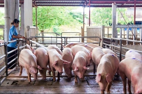 Giá heo hơi hôm nay 13/1/2025: Tăng mạnh tại miền Bắc, cao nhất là 70.000 đồng/kg