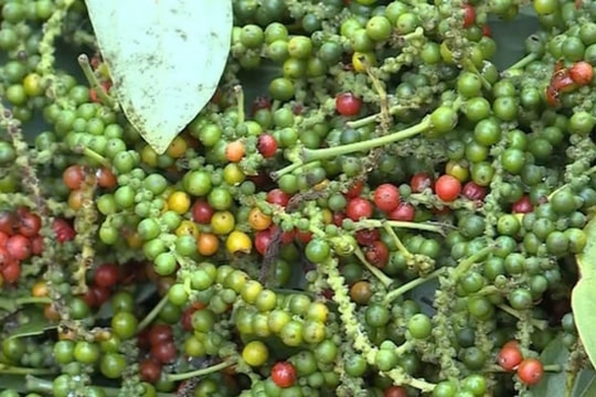 Giá tiêu hôm nay 13/1: Giá tiêu trong nước giảm, thế giới đồng loạt tăng