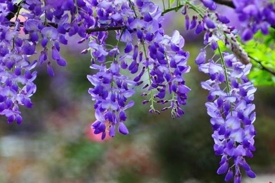 Được lãnh đạo đỡ giá, cổ phiếu một công ty chứng khoán tự tin khoe sắc "tím"