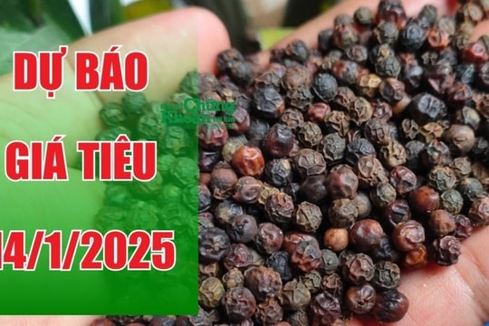 Dự báo giá tiêu ngày 14/1/2025: Sẽ có đột phá từ thị trường quốc tế?
