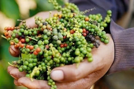 Giá tiêu hôm nay 14/1: Giảm nhẹ tại Đắk Nông, vẫn giữ mức cao nhất cả nước