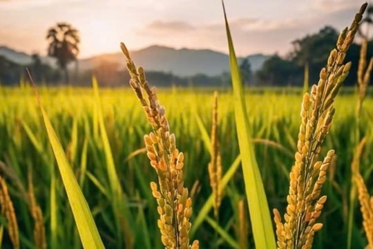 Giá gạo hôm nay 14/1/2025: Giá gạo Đồng bằng sông Cửu Long tiếp tục giảm, lúa duy trì ổn định