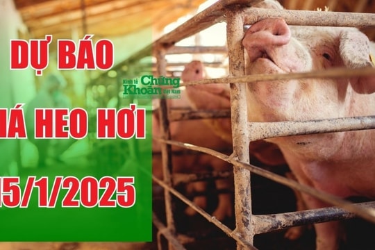Dự báo giá heo hơi ngày 15/1/2025: Nhu cầu tăng cao, giá tiếp tục leo thang?