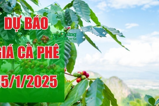 Dự báo giá cà phê ngày 15/1/2025: Có thể hồi phục nhẹ sau đợt giảm mạnh?