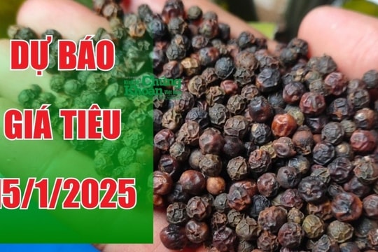 Dự báo giá tiêu ngày 15/1/2025: Thị trường duy trì giảm hay tăng nhẹ?