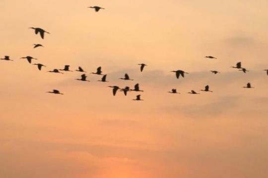 Thả hồn vào trong cánh trắng