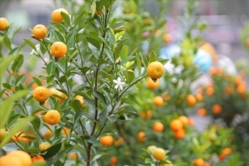 10 mẹo "thần thánh" giữ đào, quất, mai tươi lâu: Đừng để cây Tết làm mất lộc