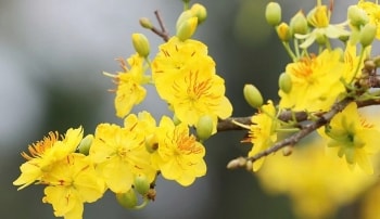 Ý nghĩa sâu sắc của cây mai vàng trong phong tục ngày Tết - Nét đẹp Tết phương Nam