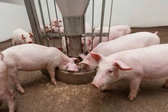 Giá heo hơi hôm nay 15/1/2025: Miền Nam tăng nhẹ, miền Bắc và miền Trung ổn định