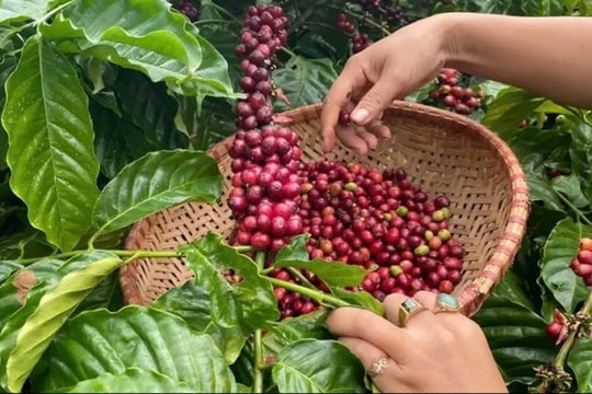 Giá cà phê hôm nay 15/1: Tiếp tục giảm mạnh, Arabica ngược chiều tăng giá