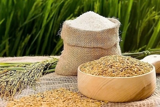 Giá lúa gạo hôm nay 15/1: Lúa ổn định, gạo xuất khẩu tiếp tục giảm nhẹ