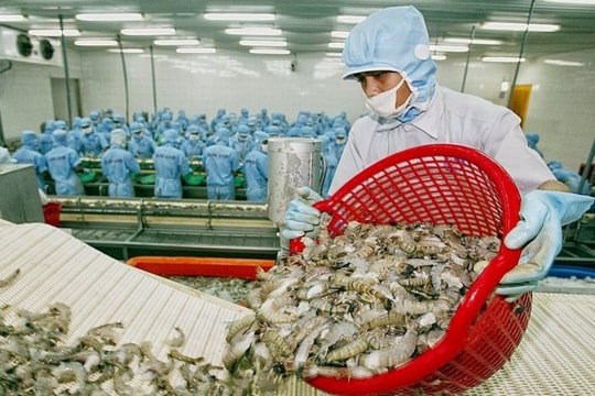 Giá tôm chạm đáy, ngành tôm cần gì để phục hồi năm 2025?