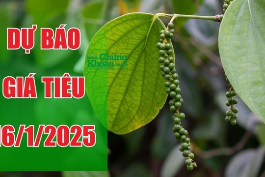 Dự báo giá tiêu ngày 16/1/2025: Xu hướng giảm giá tạm thời hay dài hạn?