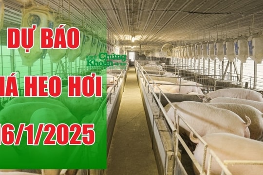 Dự báo giá heo hơi ngày 16/1/2025: Sẽ tăng nhẹ dịp Tết?