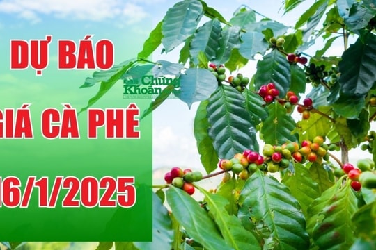 Dự báo giá cà phê ngày 16/1/2025: Chịu áp lực, sẽ tiếp tục giảm?
