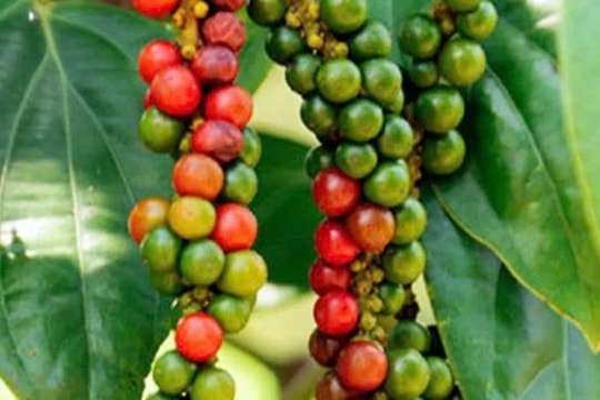 Giá tiêu hôm nay 16/1/2025: Tiếp tục giảm, kỳ vọng vụ mùa đạt năng suất cao