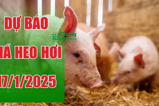 Dự báo giá heo hơi ngày 17/1/2025: Miền Bắc "tuột" mốc đỉnh cao?