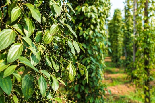 Giá tiêu hôm nay 17/1/2025: Tăng nhẹ tại Đắk Lắk, triển vọng vụ mùa 2025 khả quan