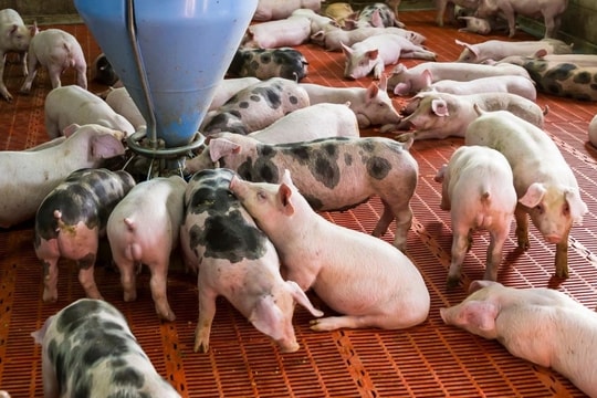 Giá heo hơi hôm nay 17/1/2025: Miền Bắc và miền Trung tiếp tục giảm nhẹ