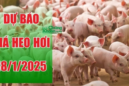 Dự báo giá heo hơi ngày 18/1/2025: Thị trường tiếp đà giảm?